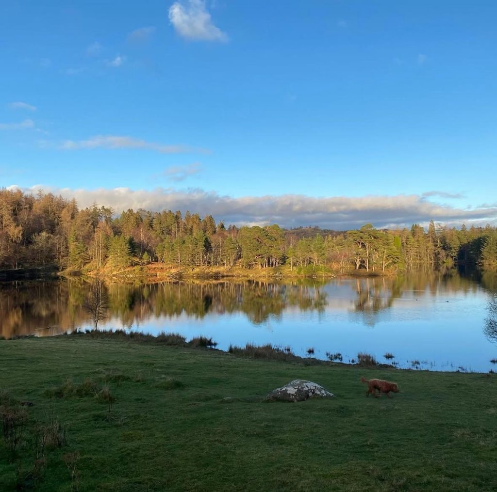 Picturesque view of Tarn Hows glistening on a sunny day. Clear blue skies. Trees mirrored in lake